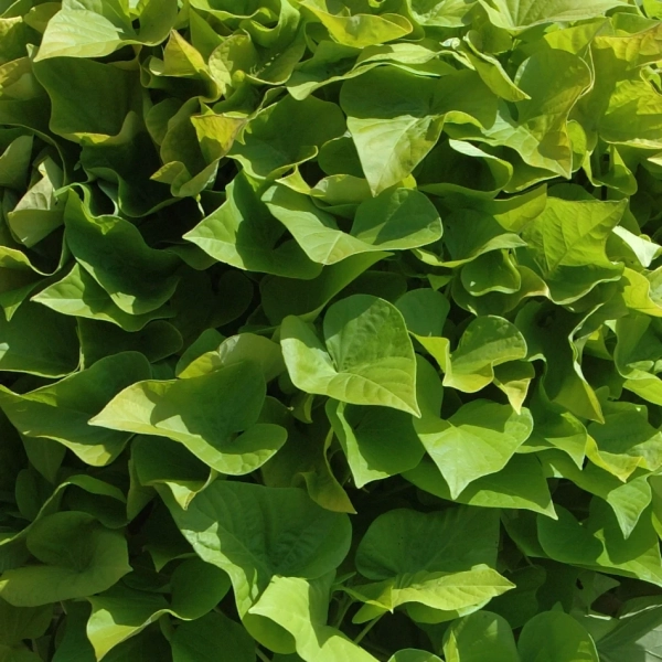 Ipomoea batatas 'Yellow' – wilec ziemniaczany mocno zwisający